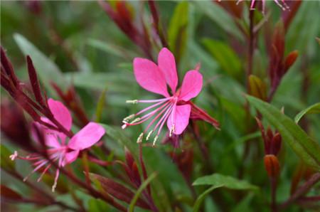 千鳥(niǎo)花的播種