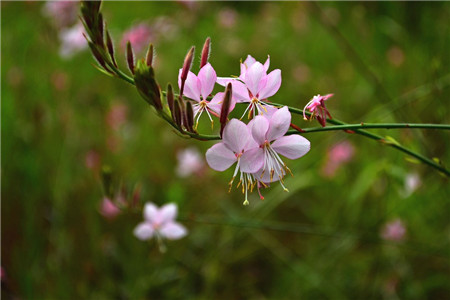 千鳥(niǎo)花繁殖的注意事項(xiàng)