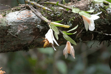 華石斛植株