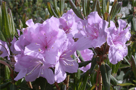 山育杜鵑植株