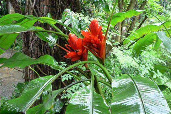 紅花蕉的蟲害及其防治