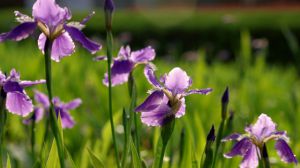 鳶尾花的花語