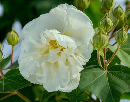 木芙蓉朱砂葉螨圖