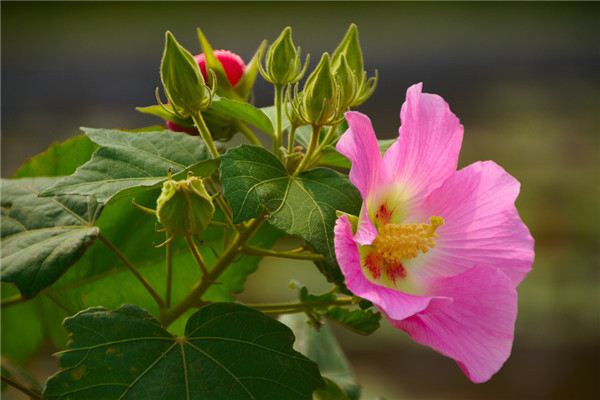 木芙蓉花的病蟲(chóng)害及其防治