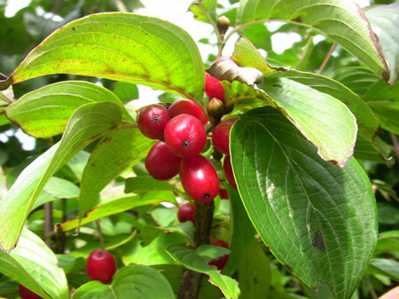 山茱萸和木撩尺蠖（造橋蟲）