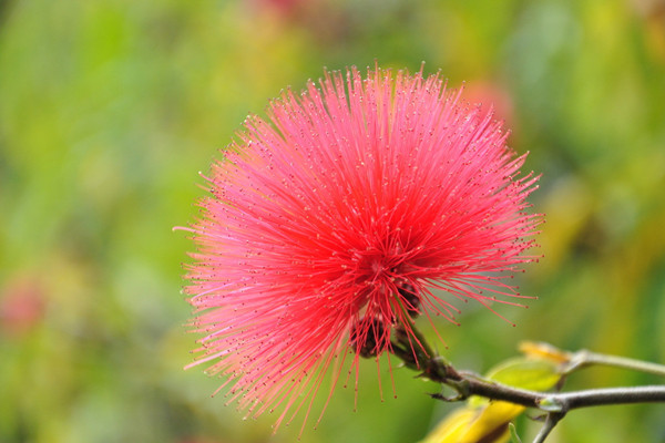 合歡花的蟲(chóng)害及防治方法