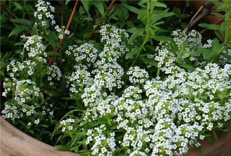 香雪球開(kāi)花的修剪