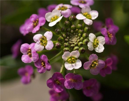 香雪球開(kāi)花的修剪