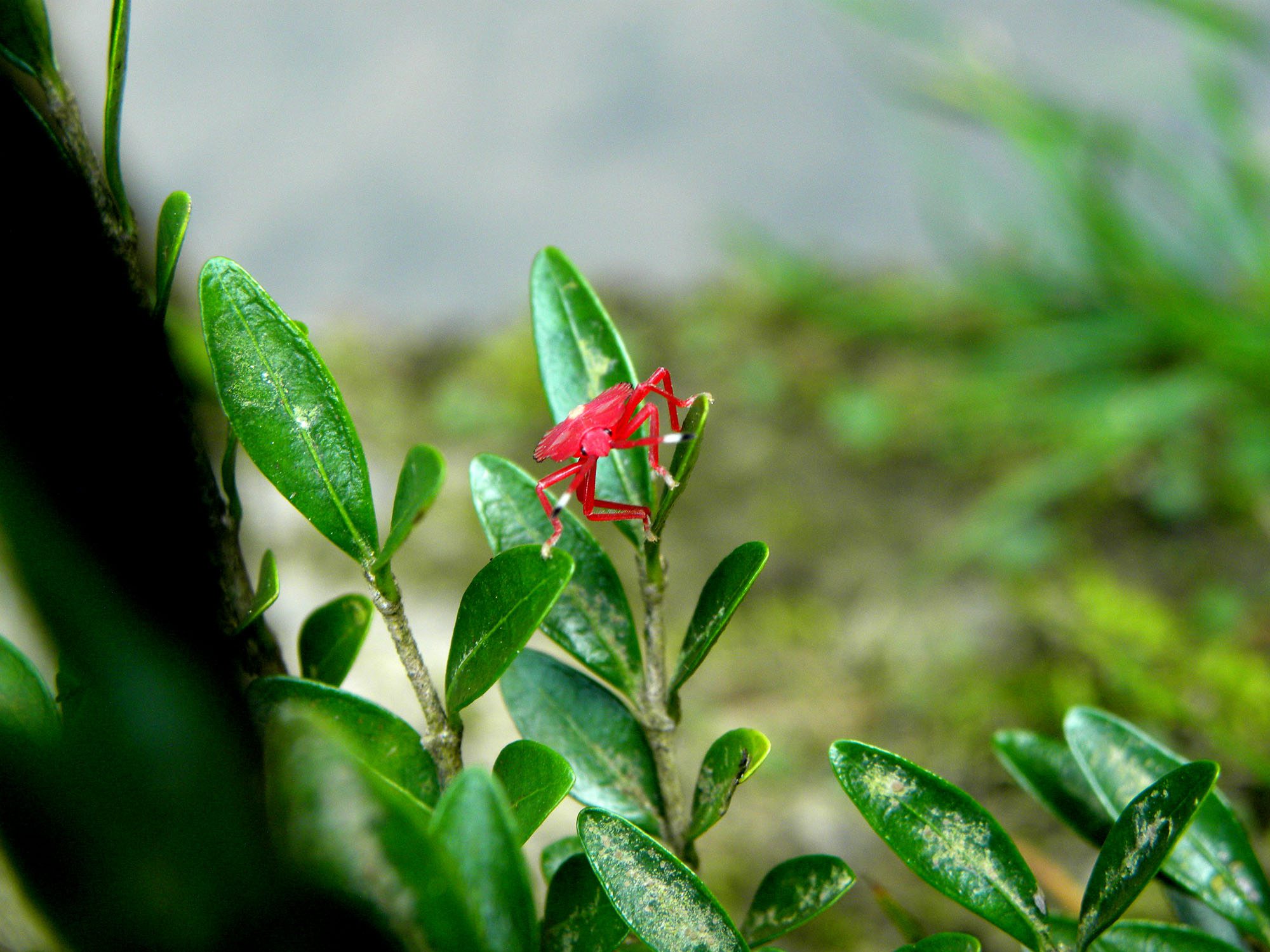 鴨腳木紅蜘蛛、薊馬