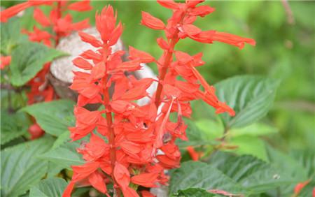 一串紅多次開(kāi)花的原理