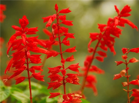 一串紅一年多次開(kāi)花的方法