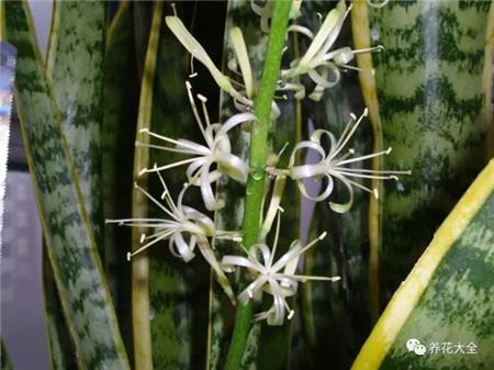 開(kāi)花的虎皮蘭