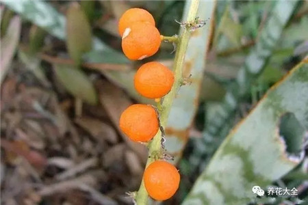 開(kāi)花結(jié)果