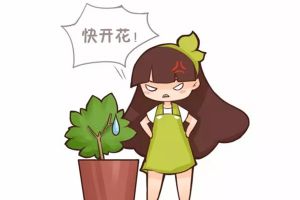 君子蘭梔子不開花，只需1招花開滿盆