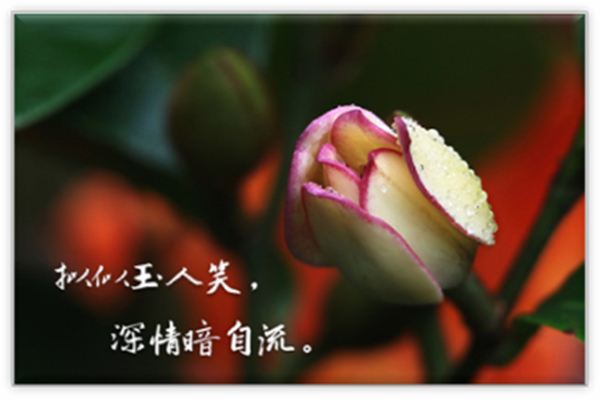 含笑花怎么換盆