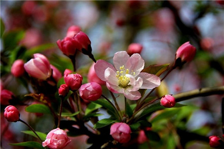 怎么讓垂枝海棠二次開花