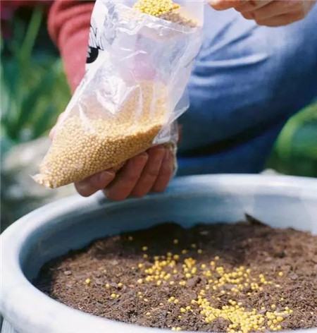 植物開(kāi)花結(jié)果期