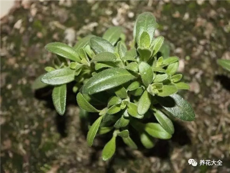 植株生長(zhǎng)扦插