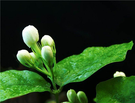 茉莉花冬季澆水