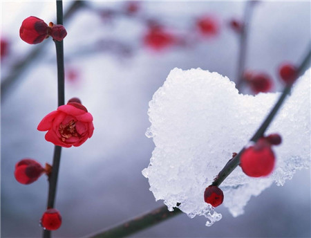 梅花催花注意事項(xiàng)