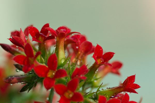 掰個枝掐個葉...長壽花就能爆盆