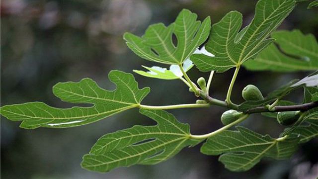 無花果的繁殖方法