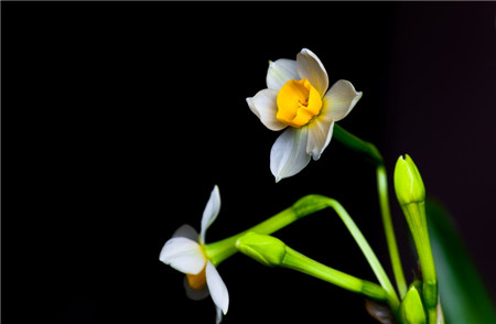 水仙花