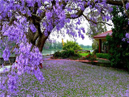 藍(lán)花楹修剪的時間