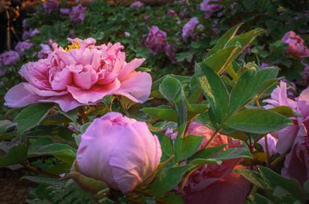 牡丹花的花期控制可以在國(guó)慶節(jié)期間