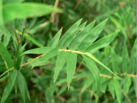 鳳尾竹的繁殖