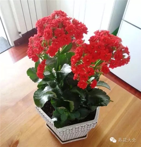 長(zhǎng)壽花