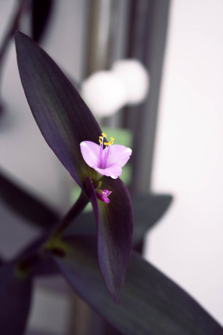 吊竹梅花朵獨(dú)枝