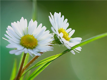 雛菊