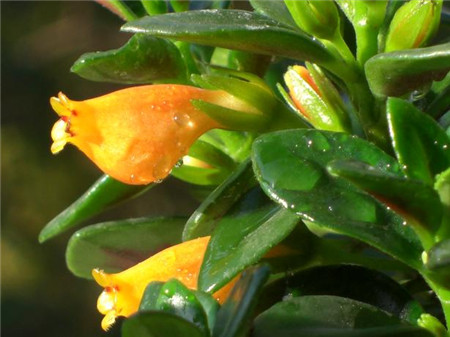 金魚(yú)吊蘭不開(kāi)花怎么辦