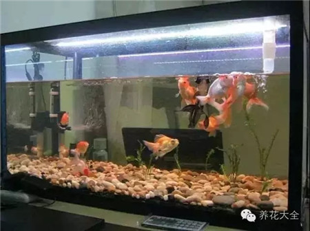 魚缸廢水