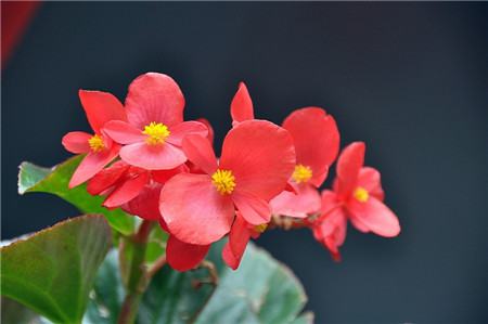 哪些盆花忌雨淋