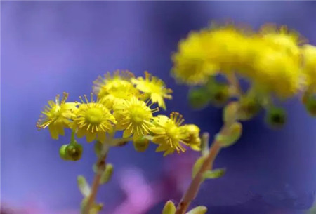 小人祭開(kāi)花會(huì)死嗎