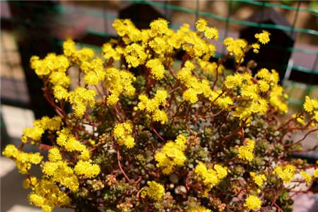 小人祭開(kāi)花啦