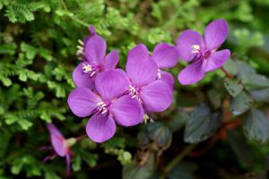 虎顏花怎么繁殖