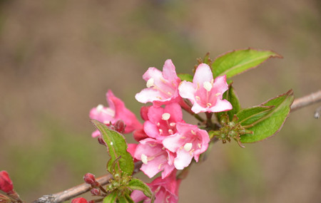 錦帶花養(yǎng)護(hù)修剪