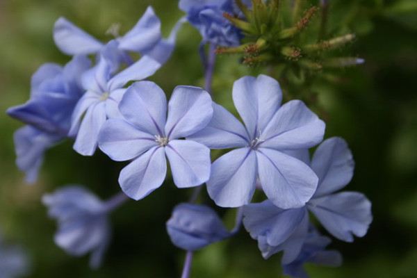 藍(lán)花丹的繁殖方法