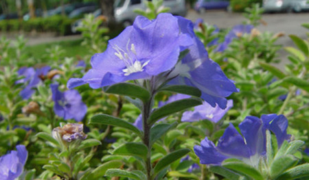 藍(lán)星花花種催芽