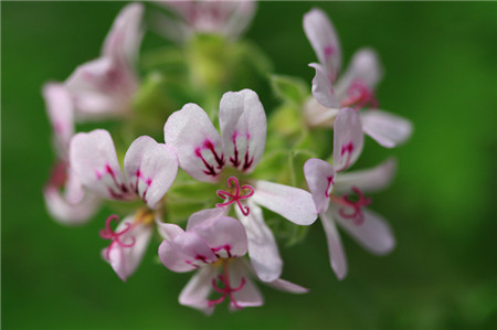 能驅(qū)蚊蟲(chóng)的植物