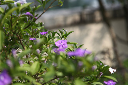 雙色茉莉按季節(jié)施肥法