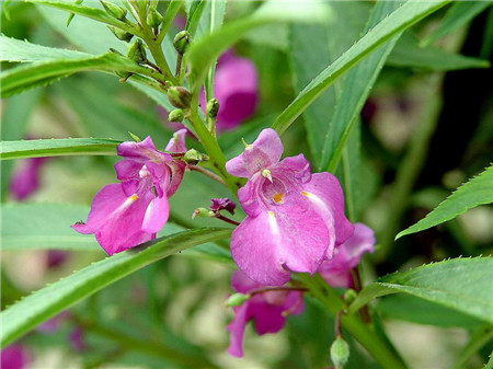 怎么給鳳仙花施肥