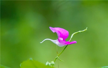 怎么給鳳仙花施肥