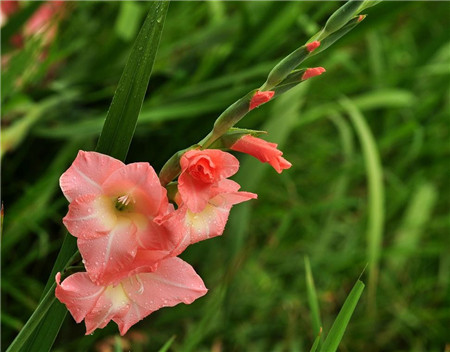 唐菖蒲四季開花