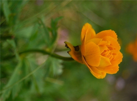 金盞菊夏季開花