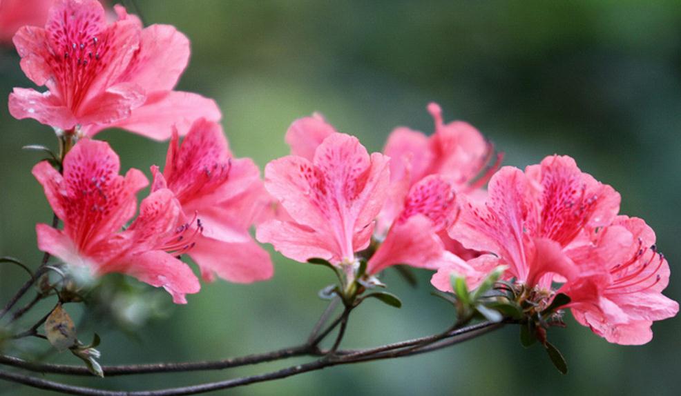 杜鵑花的光照要求