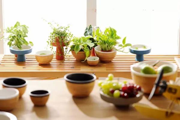 養(yǎng)花的9大誤區(qū)，不要再“摧殘”你家的植物了！